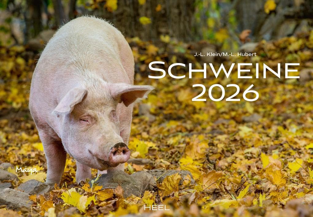 Schweine Kalender 2026