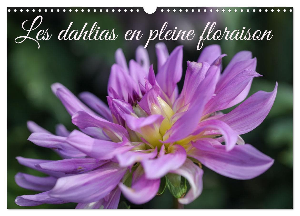 Les Dahlias en pleine floraison (Calendrier mural 2026 DIN A3 vertical), CALVENDO calendrier mensuel