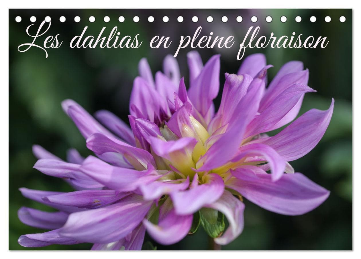 Les Dahlias en pleine floraison (Calendrier de bureau 2026 DIN A5 vertical), CALVENDO calendrier mensuel