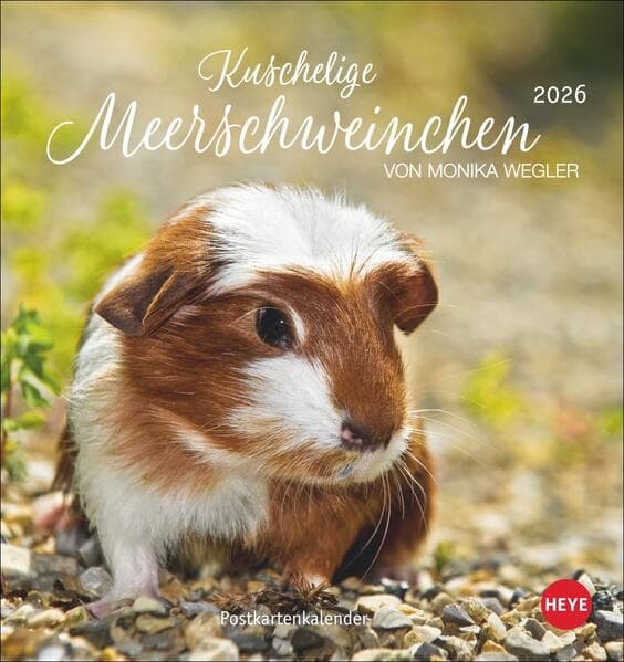 Kuschelige Meerschweinchen Postkartenkalender 2026