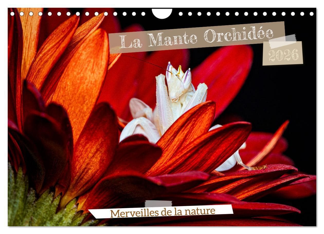 La Mante Orchidée (Calendrier mural 2026 DIN A4 vertical), CALVENDO calendrier mensuel