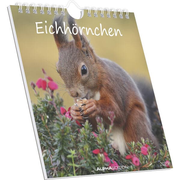 Eichhörnchen 2026 - Postkartenkalender im Format 16 x 17