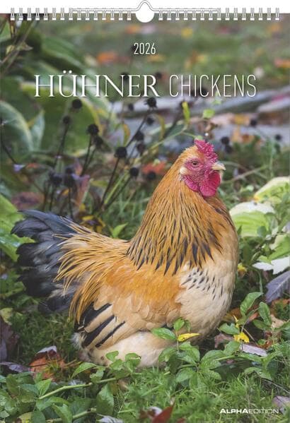 Hühner Kalender im Format 29,7 x 42