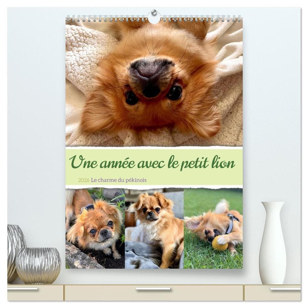 Une année avec le petit lion - Le charme du pékinois (Calendrier mural 2026 DIN A2 horizontal) calendrier de bureau