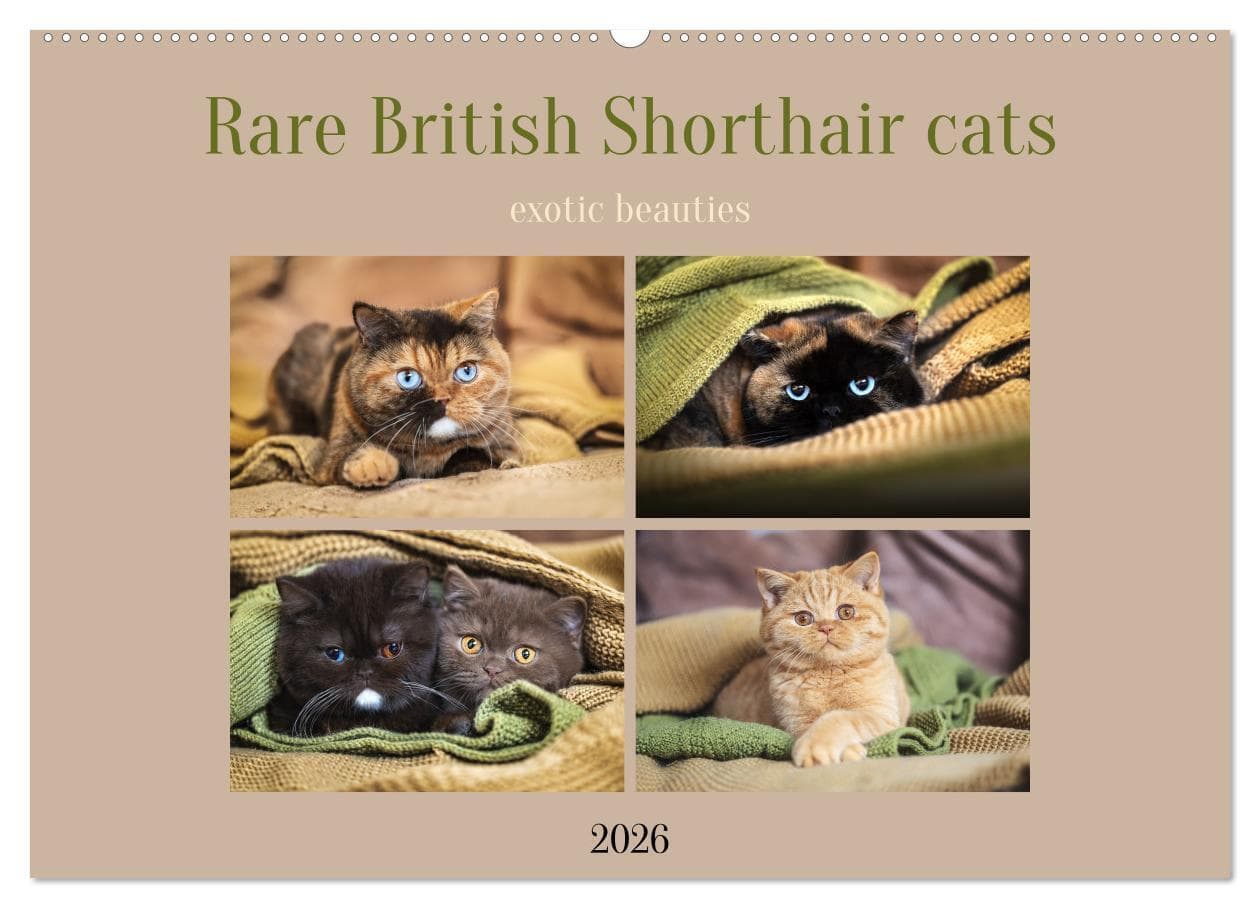 Rare British Shorthair cats (Wall Calendar 2026 DIN A2 landscape), CALVENDO 12 Month Wall Calendar