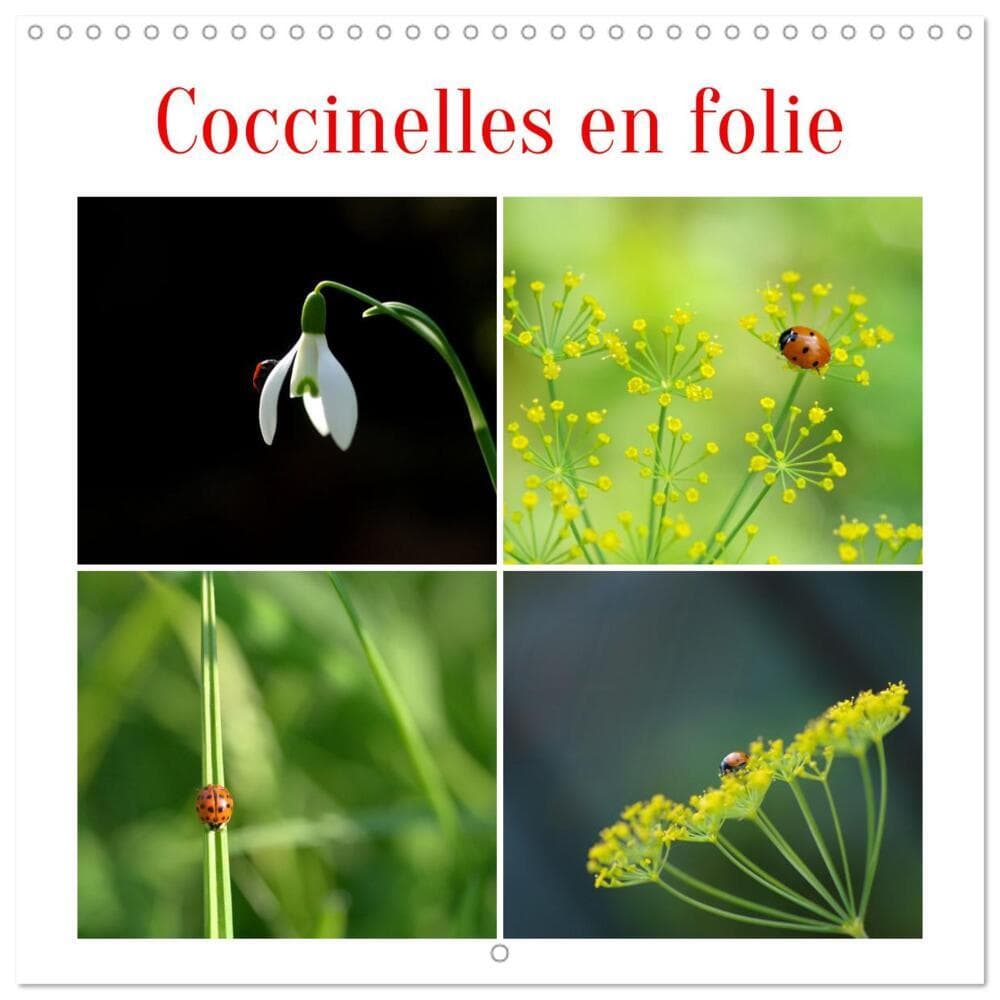 Coccinelles en folie (Calendrier mural carré 2026 30x30 cm) Calendrier double avec une page pour vos