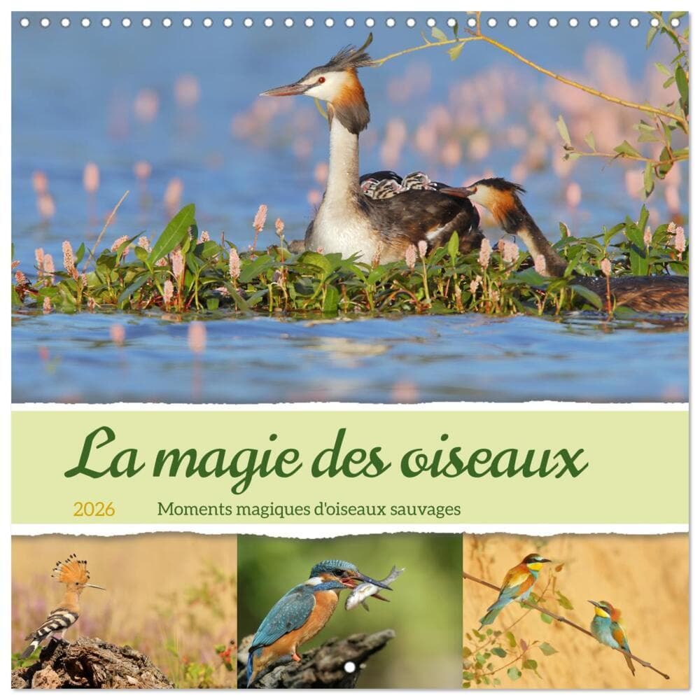 La magie des oiseaux (Calendrier mural carré 2026 30x30 cm) Calendrier double avec une page pour vos