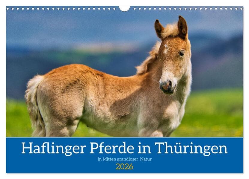 Haflinger Pferde in Thüringen (Wandkalender 2026 DIN A3 quer), CALVENDO Monatskalender