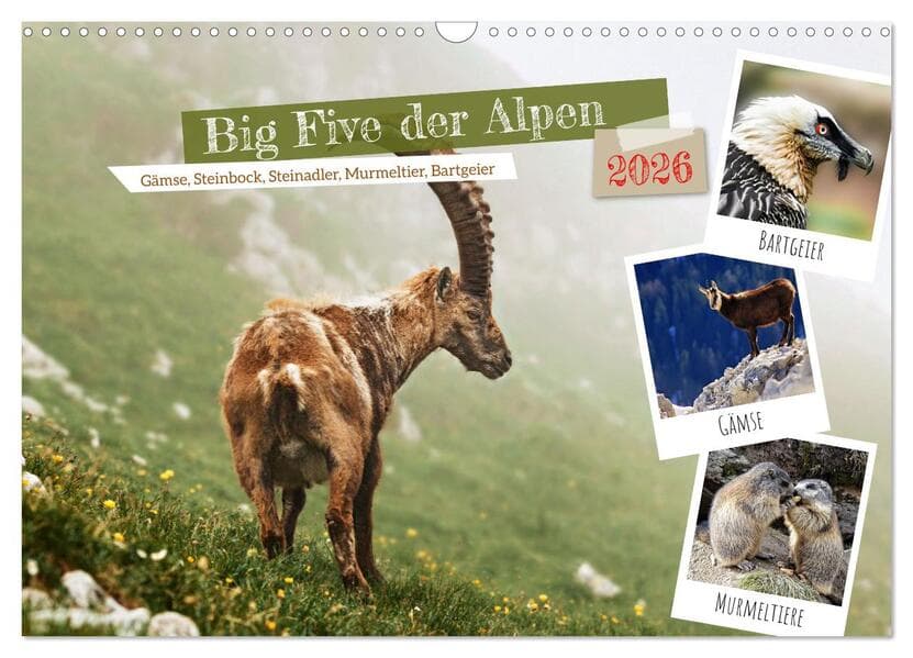 Big Five der Alpen Gämse, Steinbock, Murmeltier, Steinadler, Bartgeier (Wandkalender 2026 DIN A3 quer), CALVENDO Monatskalender