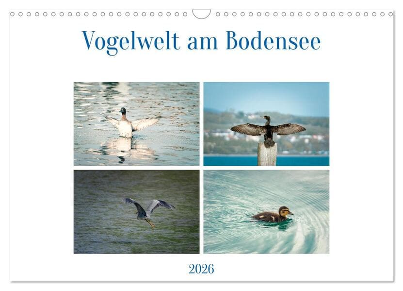 Vogelwelt am Bodensee 2026 (Wandkalender 2026 DIN A3 quer), CALVENDO Monatskalender: Typische Vögel am Bodensee
