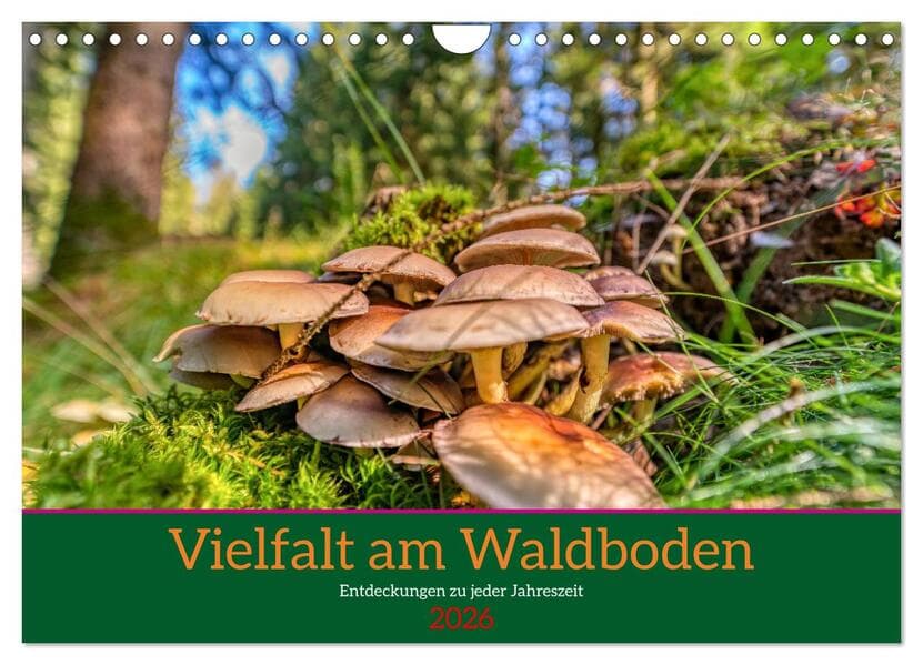 Vielfalt am Waldboden (Wandkalender 2026 DIN A4 quer), CALVENDO Monatskalender