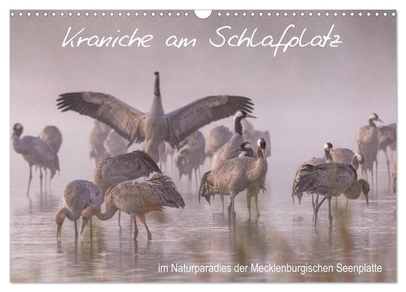 Kraniche am Schlafplatz - im Naturparadies der Mecklenburgischen Seenplatte (Wandkalender 2026 DIN A3 quer), CALVENDO Monatskalender