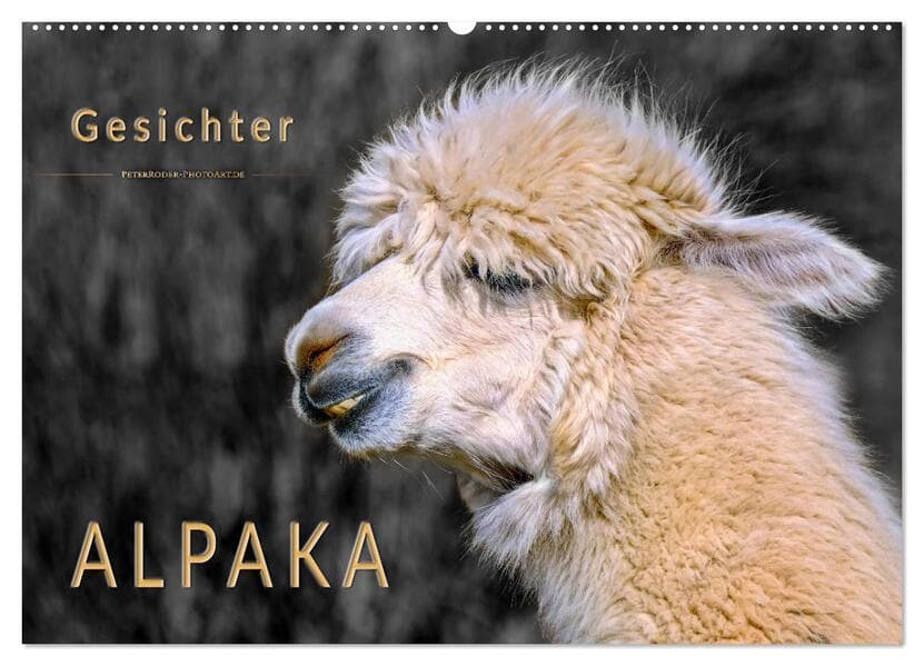 Alpaka Gesichter (Wandkalender 2026 DIN A2 quer), CALVENDO Monatskalender