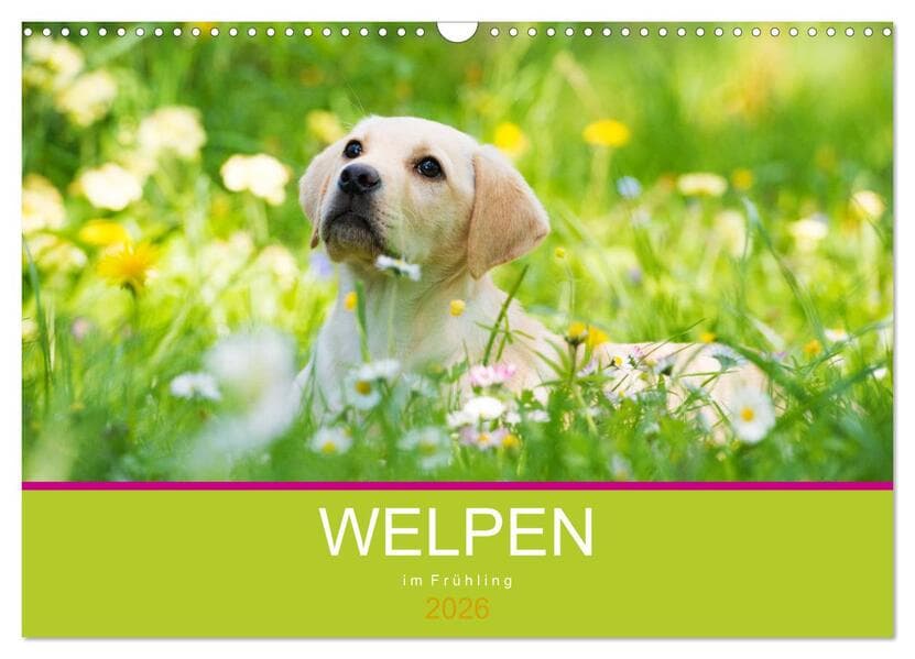 Welpen im Frühling (Wandkalender 2026 DIN A3 quer), CALVENDO Monatskalender