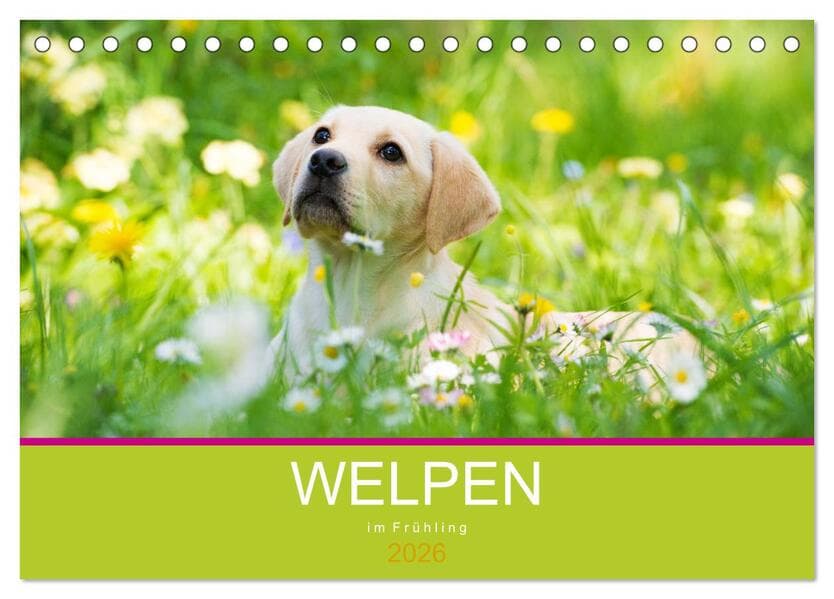 Welpen im Frühling (Tischkalender 2026 DIN A5 quer), CALVENDO Monatskalender