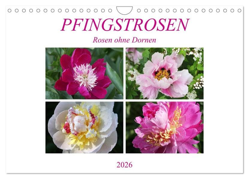 PFINGSTROSEN Rosen ohne Dornen (Wandkalender 2026 DIN A4 quer), CALVENDO Monatskalender