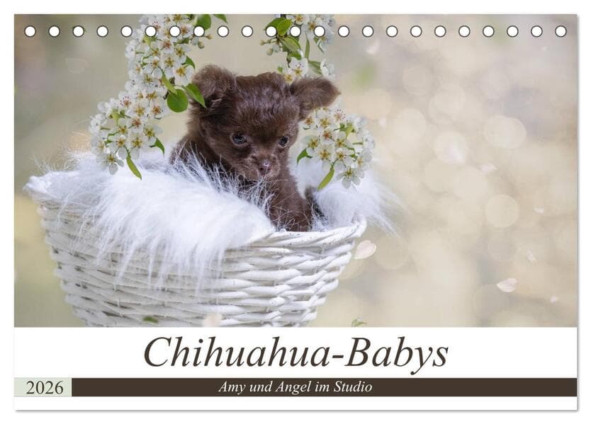 Chihuahua-Babys - Amy und Angel im Studio (Tischkalender 2026 DIN A5 quer), CALVENDO Monatskalender