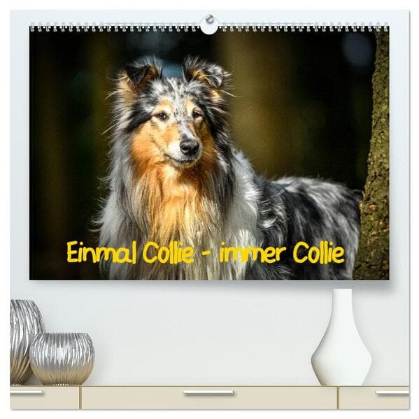 Einmal Collie - immer Collie (hochwertiger Premium Wandkalender 2026 DIN A2 quer), Kunstdruck in Hoc