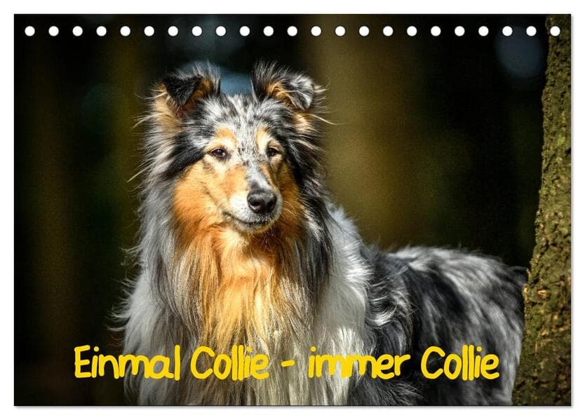 Einmal Collie - immer Collie (Tischkalender 2026 DIN A5 quer), CALVENDO Monatskalender