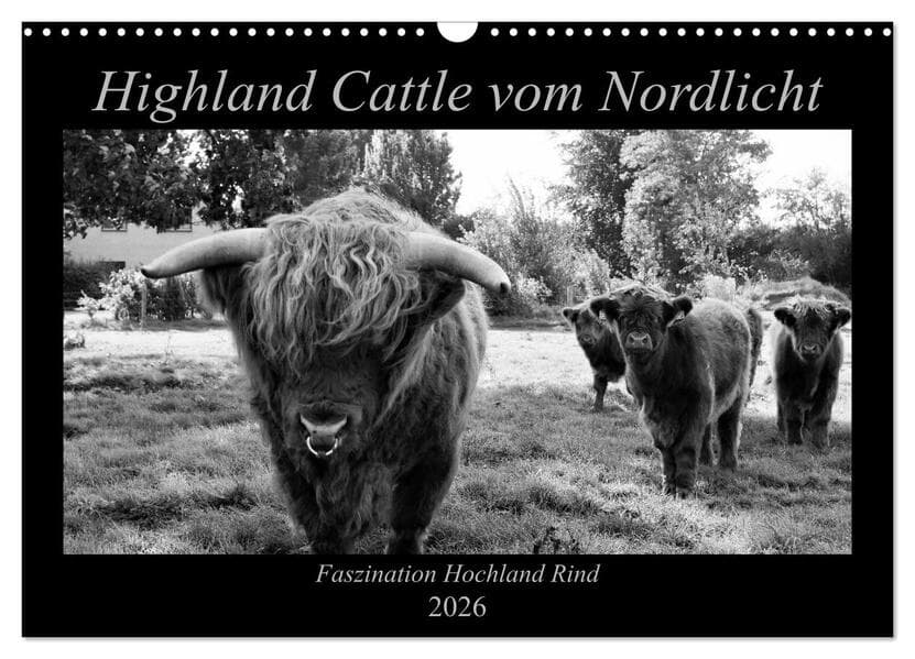 Highland Cattle vom Nordlicht - Faszination Hochland Rind (Wandkalender 2026 DIN A3 quer), CALVENDO