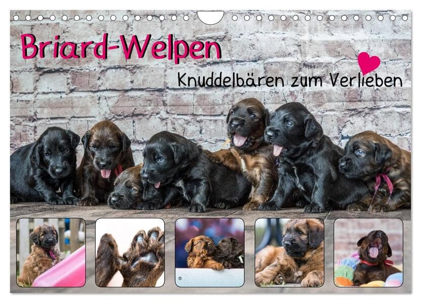 Briard-Welpen - Knuddelbären zum Verlieben (Wandkalender 2026 DIN A4 quer), CALVENDO Monatskalender