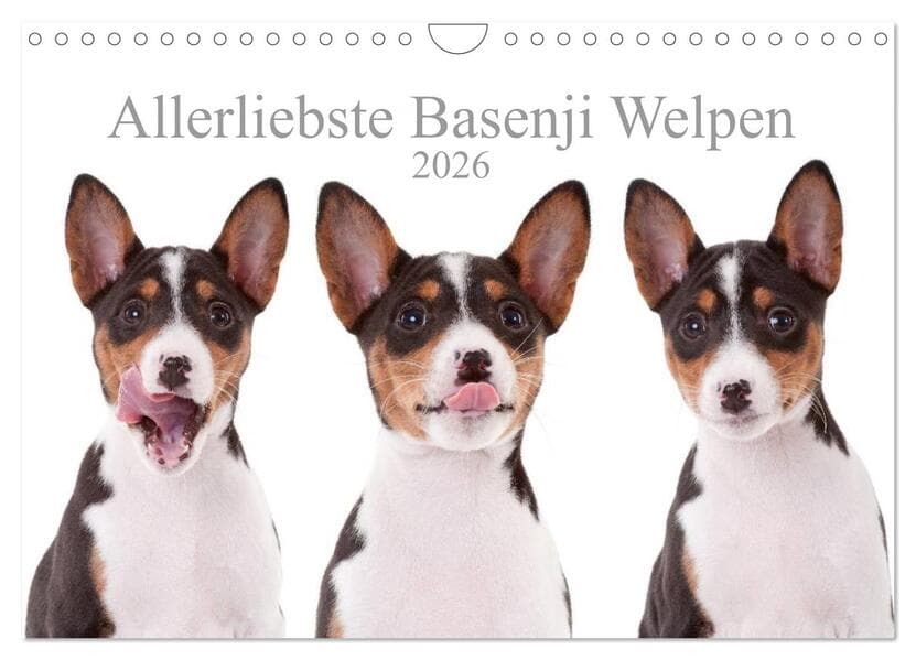 Allerliebste Basenji Welpen 2026 (Wandkalender 2026 DIN A4 quer), CALVENDO Monatskalender