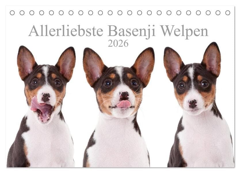 Allerliebste Basenji Welpen 2026 (Tischkalender 2026 DIN A5 quer), CALVENDO Monatskalender