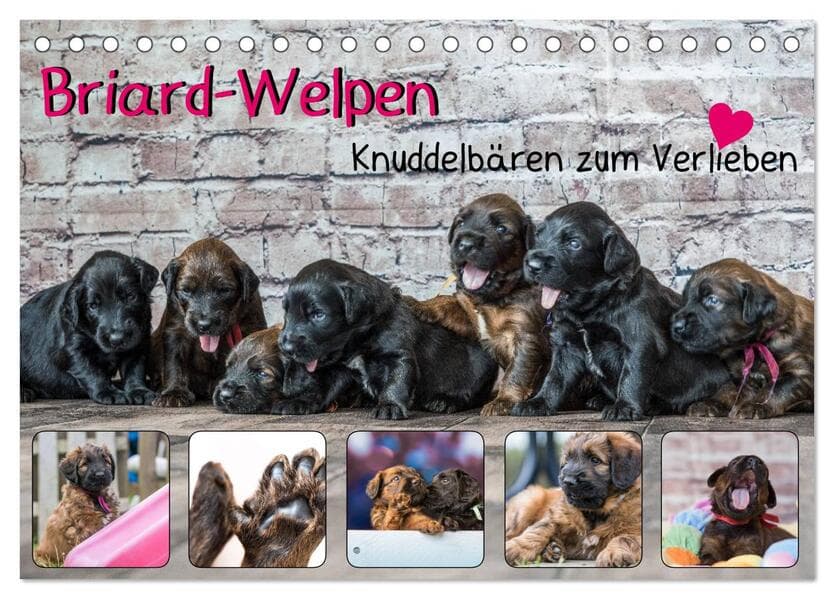 Briard-Welpen - Knuddelbären zum Verlieben (Tischkalender 2026 DIN A5 quer), CALVENDO Monatskalender
