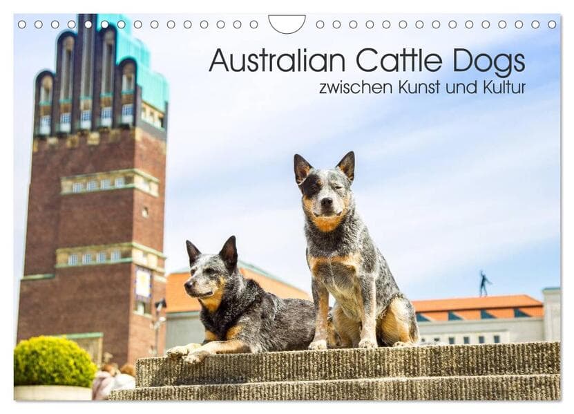 Australian Cattle Dogs zwischen Kunst und Kultur (Wandkalender 2026 DIN A4 quer), CALVENDO Monatskal