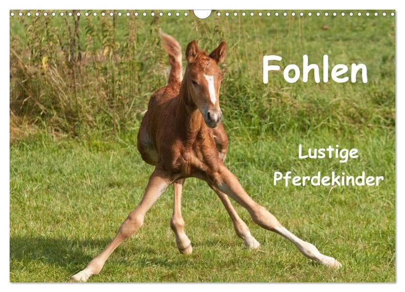 Fohlen - Lustige Pferdekinder (Wandkalender 2026 DIN A3 quer), CALVENDO Monatskalender