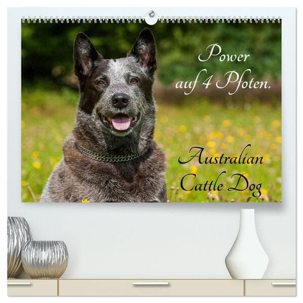 Power auf 4 Pfoten. Australian Cattle Dog (hochwertiger Premium Wandkalender 2026 DIN A2 quer), Kuns