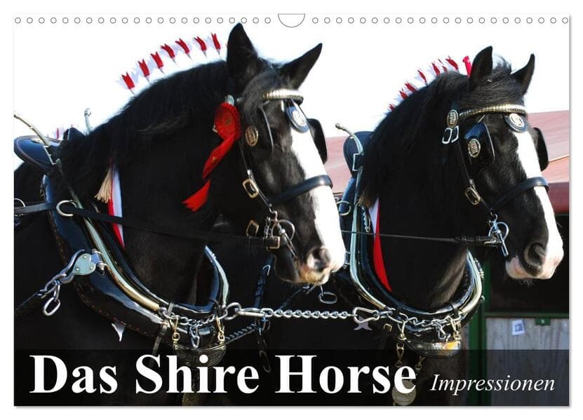 Das Shire Horse. Impressionen (Wandkalender 2026 DIN A3 quer), CALVENDO Monatskalender