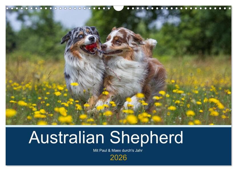 Australian Shepherd 2026 (Wandkalender 2026 DIN A3 quer), CALVENDO Monatskalender