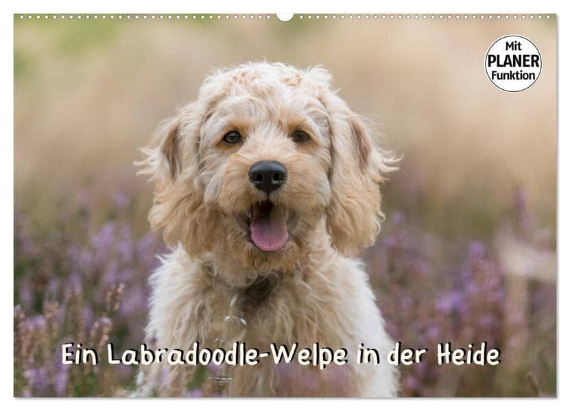Ein Labradoodle-Welpe in der Heide (Wandkalender 2026 DIN A2 quer), CALVENDO Monatskalender
