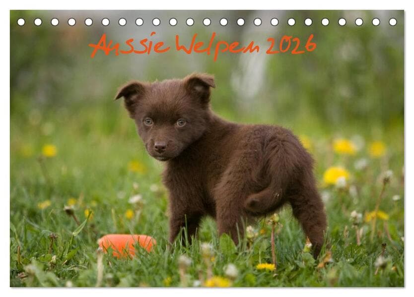 Aussie Welpen 2026 (Tischkalender 2026 DIN A5 quer), CALVENDO Monatskalender