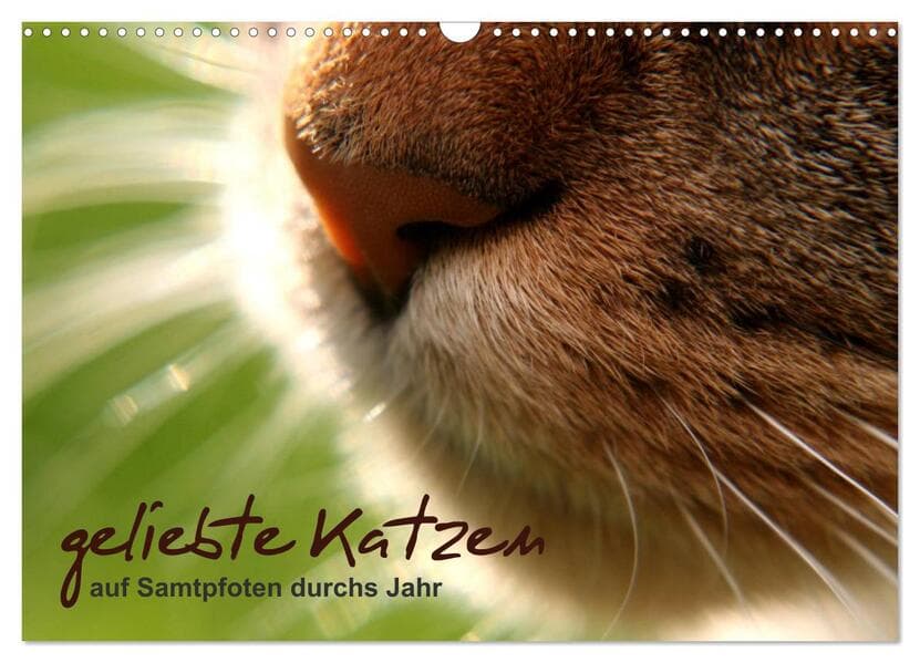 geliebte Katzen - auf Samtpfoten durchs Jahr (Wandkalender 2026 DIN A3 quer), CALVENDO Monatskalende