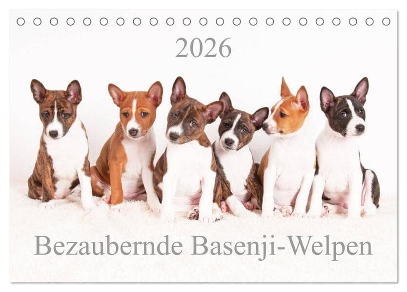 Bezaubernde Basenji-Welpen (Tischkalender 2026 DIN A5 quer), CALVENDO Monatskalender