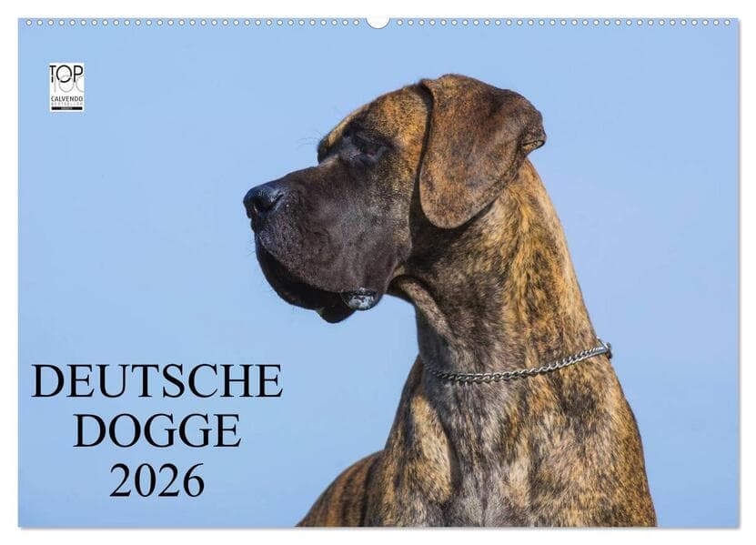 Deutsche Dogge 2026 (Wandkalender 2026 DIN A2 quer), CALVENDO Monatskalender