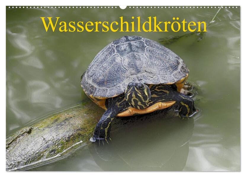Wasserschildkröten (Wandkalender 2026 DIN A2 quer), CALVENDO Monatskalender