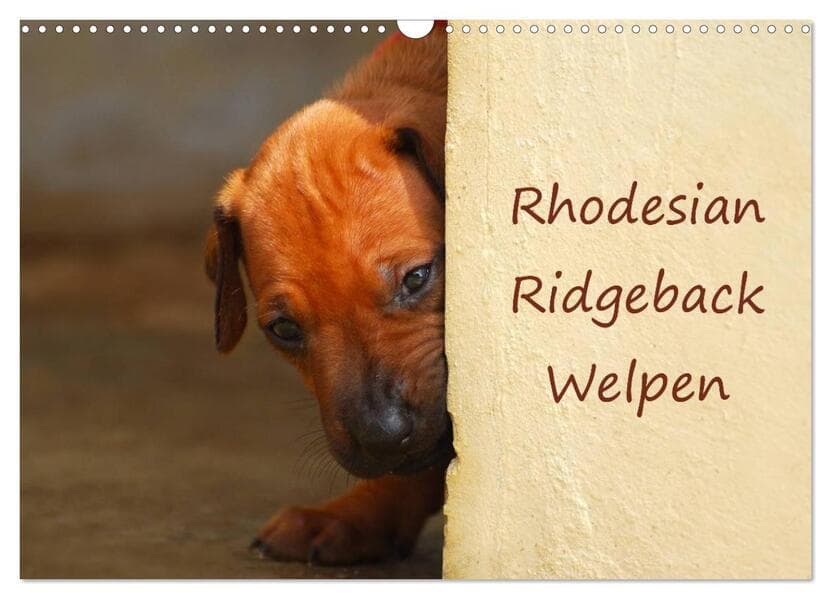 Rhodesian Ridgeback Welpen (Wandkalender 2026 DIN A3 quer), CALVENDO Monatskalender