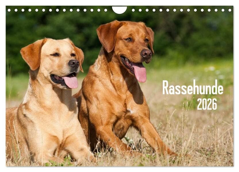 Rassehunde (Wandkalender 2026 DIN A4 quer), CALVENDO Monatskalender