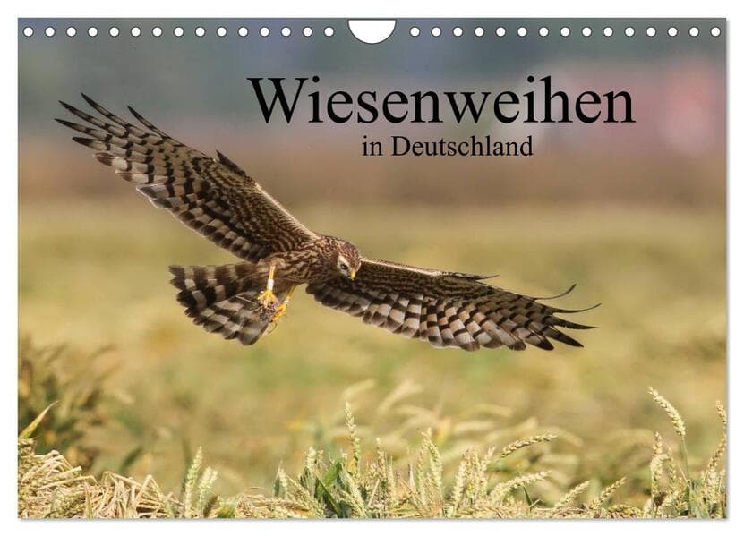 Wiesenweihen in Deutschland (Wandkalender 2026 DIN A4 quer), CALVENDO Monatskalender