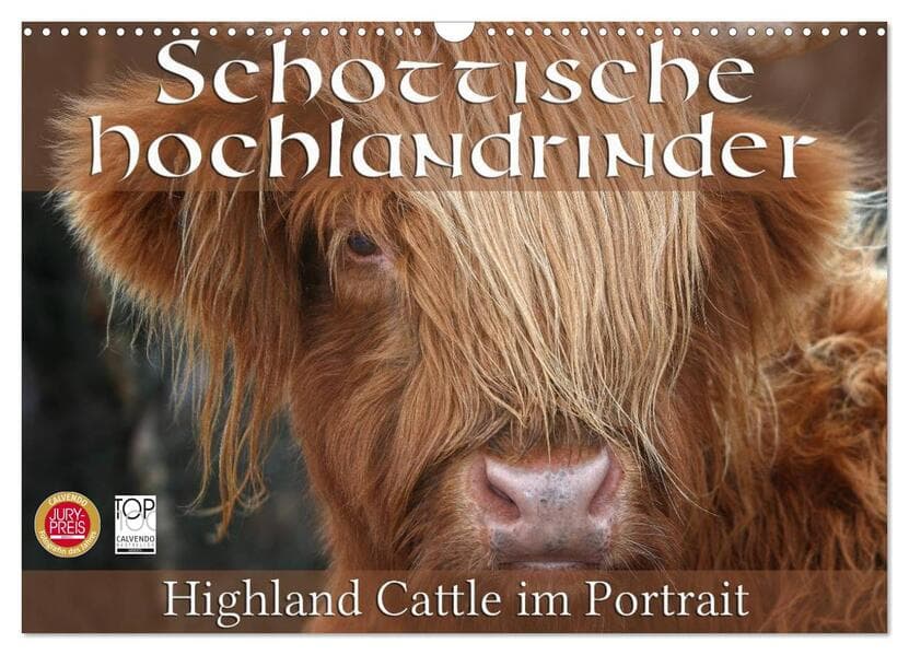 Schottische Hochlandrinder - Highland Cattle im Portrait (Wandkalender 2026 DIN A3 quer), CALVENDO M