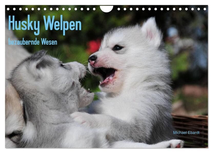 Husky Welpen (Wandkalender 2026 DIN A4 quer), CALVENDO Monatskalender