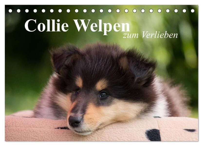 Collie Welpen zum Verlieben (Tischkalender 2026 DIN A5 quer), CALVENDO Monatskalender