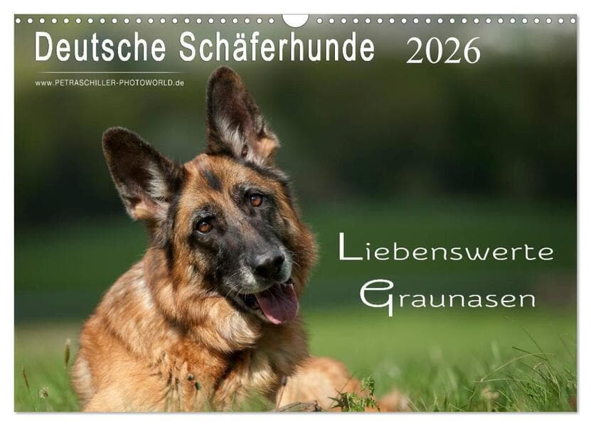 Deutsche Schäferhunde - Liebenswerte Graunasen (Wandkalender 2026 DIN A3 quer), CALVENDO Monatskalen