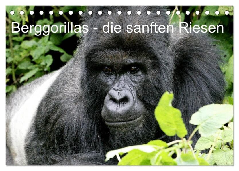 Berggorillas - die sanften Riesen (Tischkalender 2026 DIN A5 quer), CALVENDO Monatskalender