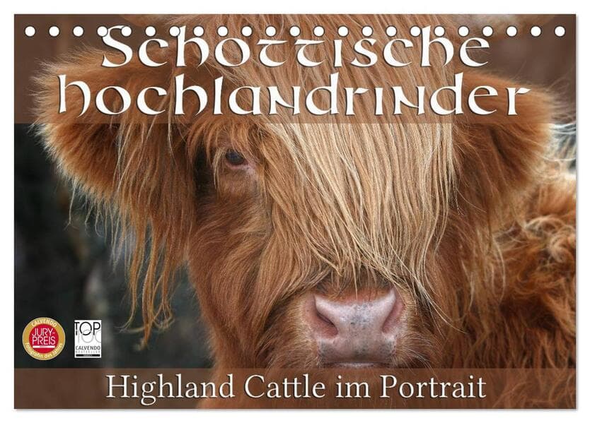 Schottische Hochlandrinder - Highland Cattle im Portrait (Tischkalender 2026 DIN A5 quer), CALVENDO