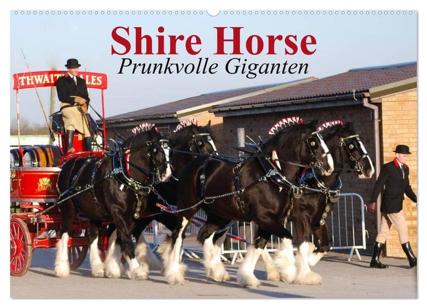 Shire Horse - Prunkvolle Giganten (Wandkalender 2026 DIN A2 quer), CALVENDO Monatskalender