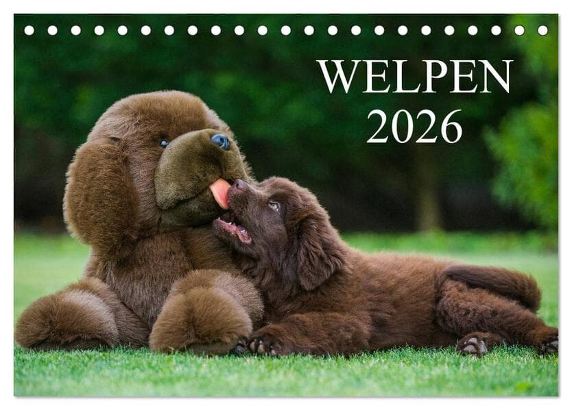 Welpen 2026 (Tischkalender 2026 DIN A5 quer), CALVENDO Monatskalender